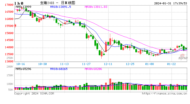 每日猪讯1.31