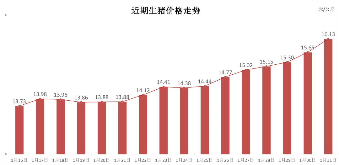 每日猪讯1.31